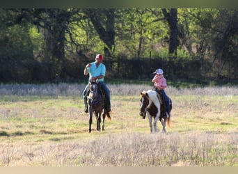 Altri pony/cavalli di piccola taglia, Castrone, 8 Anni, 122 cm, Tobiano-tutti i colori