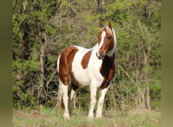Altri pony/cavalli di piccola taglia, Castrone, 8 Anni, 122 cm, Tobiano-tutti i colori