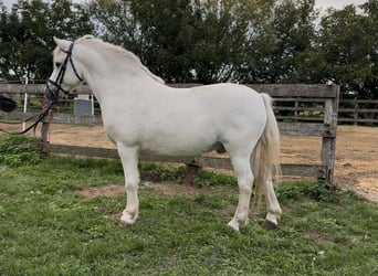 Altri pony/cavalli di piccola taglia, Castrone, 8 Anni, 125 cm, Grigio