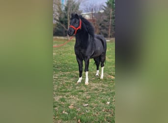 Altri pony/cavalli di piccola taglia, Castrone, 8 Anni, 126 cm, Morello