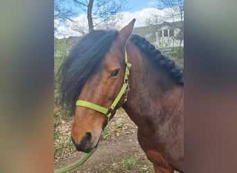 Altri pony/cavalli di piccola taglia, Castrone, 8 Anni, 128 cm, Baio