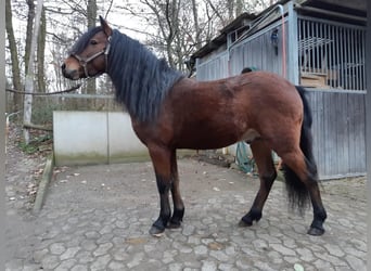 Altri pony/cavalli di piccola taglia, Castrone, 8 Anni, 128 cm, Baio
