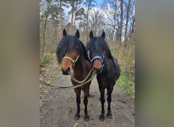 Altri pony/cavalli di piccola taglia, Castrone, 8 Anni, 128 cm, Baio