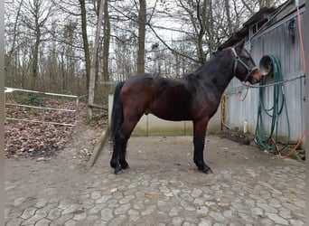 Altri pony/cavalli di piccola taglia, Castrone, 8 Anni, 128 cm, Baio