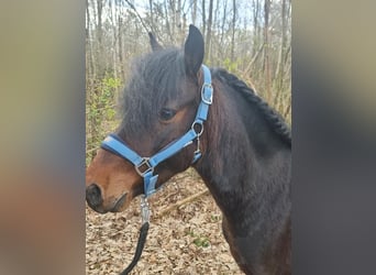 Altri pony/cavalli di piccola taglia, Castrone, 8 Anni, 128 cm, Baio
