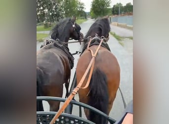 Altri pony/cavalli di piccola taglia, Castrone, 8 Anni, 133 cm, Baio scuro