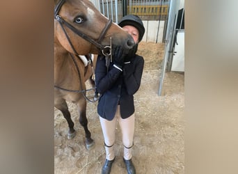 Altri pony/cavalli di piccola taglia, Castrone, 8 Anni, 135 cm, Pelle di daino