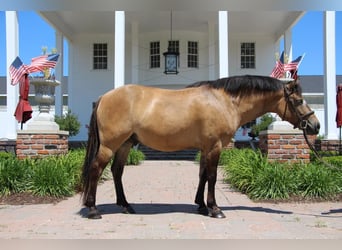 Altri pony/cavalli di piccola taglia, Castrone, 8 Anni, 135 cm, Pelle di daino