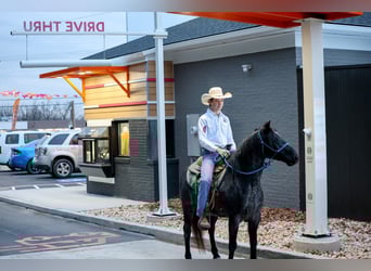 Altri pony/cavalli di piccola taglia, Castrone, 8 Anni, 135 cm, Roano blu