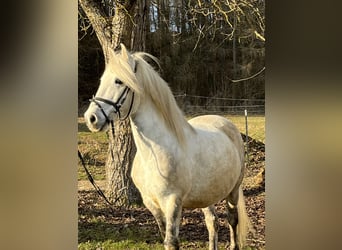 Altri pony/cavalli di piccola taglia, Castrone, 8 Anni, 137 cm, Grigio