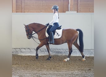 Altri pony/cavalli di piccola taglia Mix, Castrone, 8 Anni, 138 cm, Baio