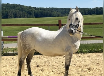 Altri pony/cavalli di piccola taglia, Castrone, 8 Anni, 138 cm, Grigio