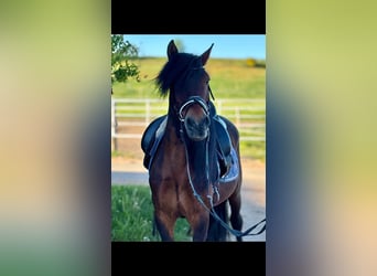 Altri pony/cavalli di piccola taglia, Castrone, 8 Anni, 141 cm, Baio