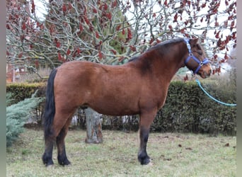 Altri pony/cavalli di piccola taglia, Castrone, 8 Anni, 142 cm, Baio