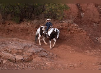 Altri pony/cavalli di piccola taglia, Castrone, 8 Anni, 142 cm, Pezzato