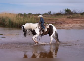 Altri pony/cavalli di piccola taglia, Castrone, 8 Anni, 142 cm, Pezzato