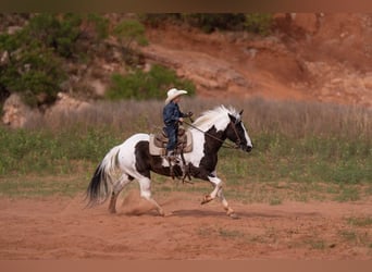 Altri pony/cavalli di piccola taglia, Castrone, 8 Anni, 142 cm, Pezzato