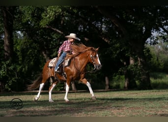 Altri pony/cavalli di piccola taglia, Castrone, 8 Anni, 142 cm, Pezzato