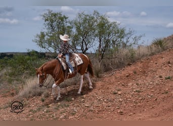 Altri pony/cavalli di piccola taglia, Castrone, 8 Anni, 142 cm, Pezzato