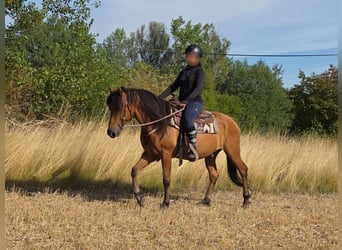 Altri pony/cavalli di piccola taglia, Castrone, 8 Anni, 145 cm, Falbo