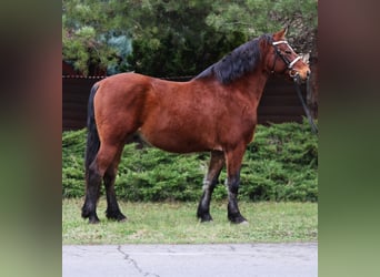 Altri pony/cavalli di piccola taglia, Castrone, 8 Anni, 151 cm, Baio