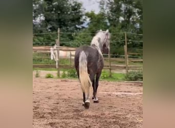 Altri pony/cavalli di piccola taglia Mix, Castrone, 8 Anni, 151 cm, Grigio pezzato