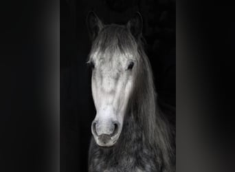 Altri pony/cavalli di piccola taglia Mix, Castrone, 8 Anni, 151 cm, Grigio pezzato
