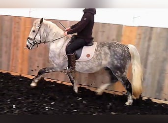 Altri pony/cavalli di piccola taglia Mix, Castrone, 8 Anni, 151 cm, Grigio pezzato