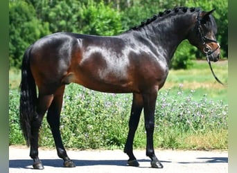 Altri pony/cavalli di piccola taglia, Castrone, 8 Anni, 155 cm, Baio