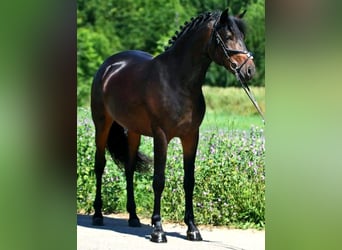 Altri pony/cavalli di piccola taglia, Castrone, 8 Anni, 155 cm, Baio