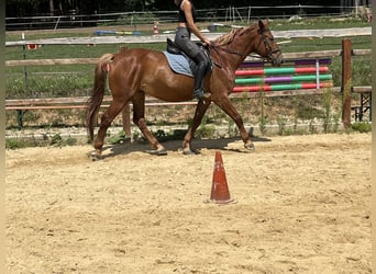 Altri pony/cavalli di piccola taglia, Castrone, 8 Anni, 155 cm, Sauro