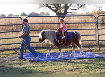 Altri pony/cavalli di piccola taglia, Castrone, 8 Anni, 86 cm, Pezzato