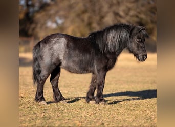 Altri pony/cavalli di piccola taglia, Castrone, 8 Anni, 91 cm, Roano blu