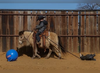 Altri pony/cavalli di piccola taglia, Castrone, 8 Anni, 98 cm, Pelle di daino