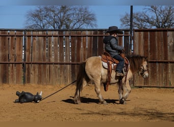 Altri pony/cavalli di piccola taglia, Castrone, 8 Anni, 98 cm, Pelle di daino
