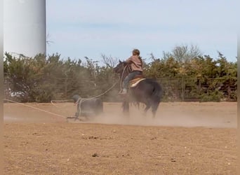 Altri pony/cavalli di piccola taglia, Castrone, 8 Anni, Morello