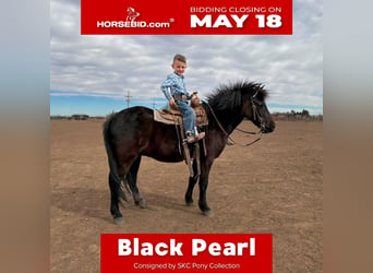 Altri pony/cavalli di piccola taglia, Castrone, 8 Anni, Morello