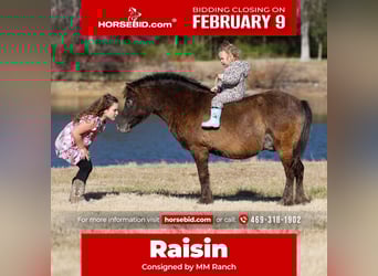 Altri pony/cavalli di piccola taglia, Castrone, 9 Anni, 107 cm, Baio ciliegia