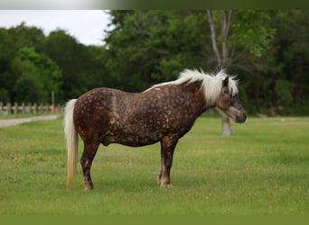 Altri pony/cavalli di piccola taglia, Castrone, 9 Anni, 112 cm, Baio ciliegia