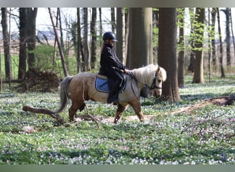 Altri pony/cavalli di piccola taglia, Castrone, 9 Anni, 116 cm, Palomino