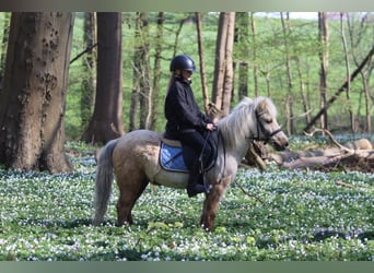Altri pony/cavalli di piccola taglia, Castrone, 9 Anni, 116 cm, Palomino