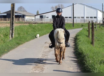 Altri pony/cavalli di piccola taglia, Castrone, 9 Anni, 116 cm, Palomino