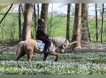 Altri pony/cavalli di piccola taglia, Castrone, 9 Anni, 116 cm, Palomino