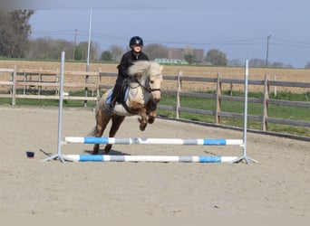 Altri pony/cavalli di piccola taglia, Castrone, 9 Anni, 116 cm, Palomino