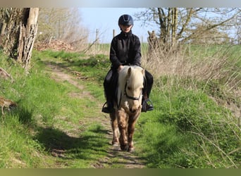Altri pony/cavalli di piccola taglia, Castrone, 9 Anni, 116 cm, Palomino
