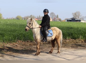 Altri pony/cavalli di piccola taglia, Castrone, 9 Anni, 116 cm, Palomino
