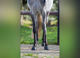 Altri pony/cavalli di piccola taglia, Castrone, 9 Anni, 118 cm