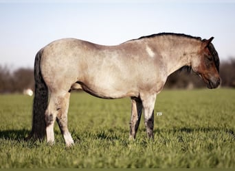 Altri pony/cavalli di piccola taglia, Castrone, 9 Anni, 130 cm, Baio roano