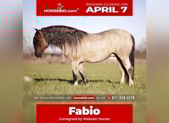 Altri pony/cavalli di piccola taglia, Castrone, 9 Anni, 130 cm, Baio roano
