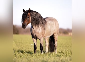 Altri pony/cavalli di piccola taglia, Castrone, 9 Anni, 130 cm, Baio roano
